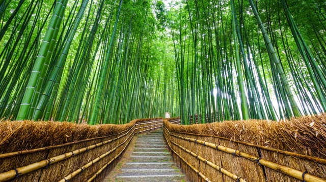 อาราชิยาม่า (Arashiyama)
