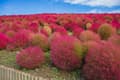 ทุ่งดอกโคเชีย (Kochia Field, at Oishi Park)