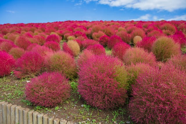 ทุ่งดอกโคเชีย (Kochia Field, at Oishi Park)