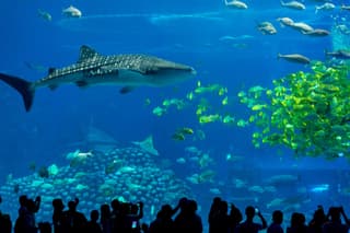 Chimelong Ocean Kingdom