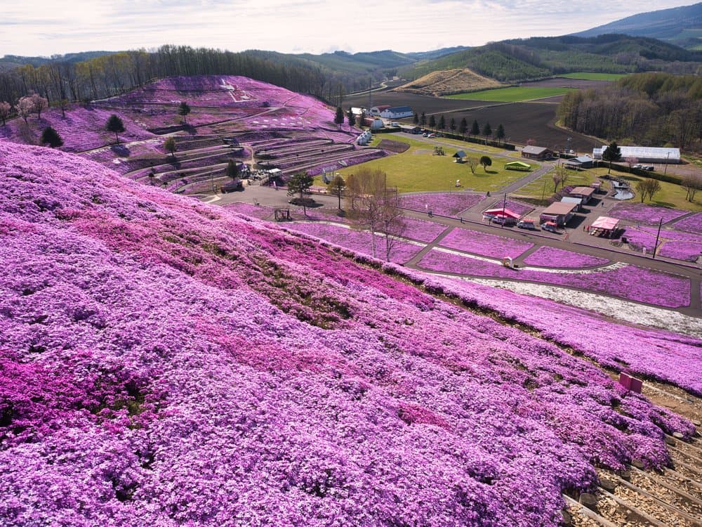 สวนชิบะซากุระฮิกาชิโมโกโตะ (Higashimokoto Shibazakura Park)