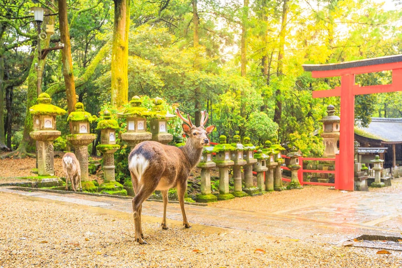 สวนกวางนารา