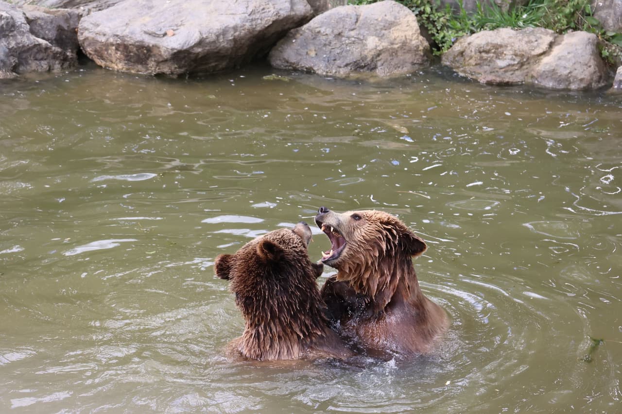 ฟาร์มหมีภูเขาไฟโชวะชินซัน (Showa-Shinzan Bear Park)